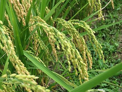 Rice Seeds - Koshihikari - Japanese Sushi - Premium Grain - 200 Seeds