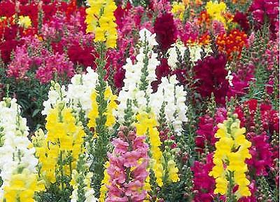 Snapdragon Seeds - Antirrhinum Floral Showers Mixed - F1 Hybrid - 50+ Seeds