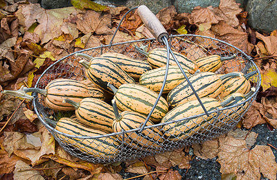 Honeyboat Delicata Winter Squash Seeds â˜… GMO FREE â˜… Stores Well â˜… 20 Seeds