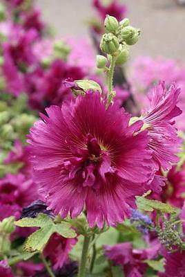 Alcea Rosea Seeds - QUEENY PURPLE - Hollyhock - Drought Tolerant - 25 Seeds