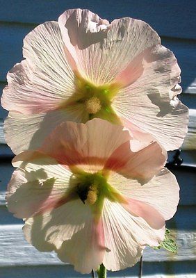 Hollyhock Seeds - PEACH - Biennial - Garden Heirloom - Gmo Free -  25+ Seeds