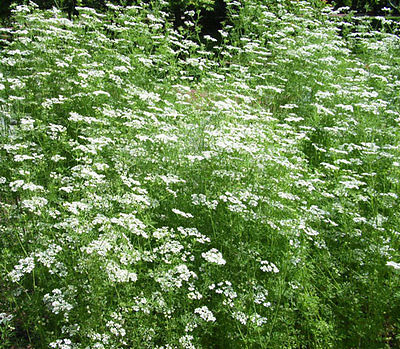 Anise (Pimpinella Anisum) - Sweet Licorice Like Flavor - 100+ Heirloom Seeds 