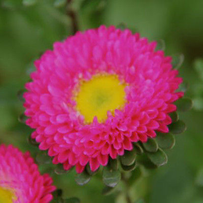 Matsumoto Rose Aster Seeds ~ China Aster ~  Callistephus chinensis  ~  25 Seeds