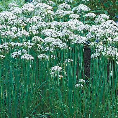 Garlic Chives (Allium tuberosum) ~Strong Garlic Flavor ~ theseedhouse ~100 Seeds