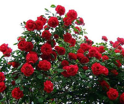 Climbing Rose Seeds - ROSA CRIMSON CASCADE -  theseedhouse - 10+ Seeds 