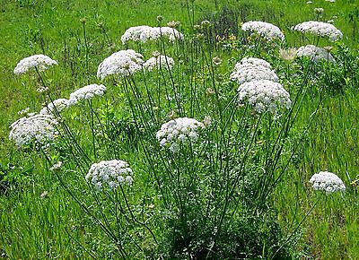 Queen Anne's Lace âœ¼ Elegant, White Lacey Flowers âœ¼  Drought Tolerant âœ¼ 50+ Seeds