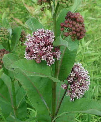 Asclepias Syringa Seeds -Unique Globe-Shaped Fragrant Blooms - 25+ Fresh Seeds 