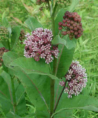 Asclepias Syringa Seeds -Unique Globe-Shaped Fragrant Blooms - 25+ Fresh Seeds 