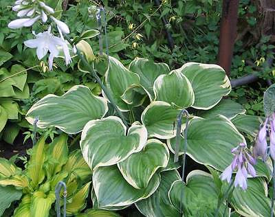 Hosta Plant - FRAGRANT DREAM - Shade Perennial - Deer Resistant - 2 Shoots