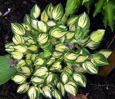 Hosta Plant - CHERISH - Miniature Shade Perennial - Rabbit Resistant - 2 Shoots