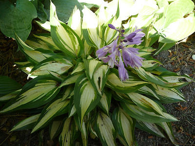 Hosta Plant - CALYPSO - Unique Shade Perennial - Rabbit Resistant - 2 Shoots