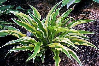 Hosta Plant - ALAKAZAAM - Unique Shade Perennial - Rabbit Resistant - 2 Shoots