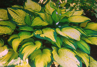 Hosta Plant - ORANGE MARMALADE - Shade Perennial - Rabbit Resistant - 2 Shoots