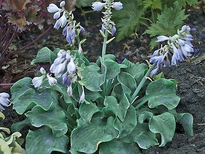 Hosta Plant - CHURCH MOUSE - Rare Miniature - Rabbit Resistant - 2 Shoots