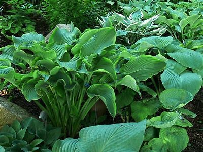 Hosta Plant - ABBA DABBA DO - Shade - Deer & Rabbit Resistant - 2 Shoots