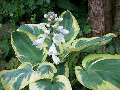 Hosta Plant - SNOW CAP - Shade Perennial - Rabbit Resistant - 2 Shoots