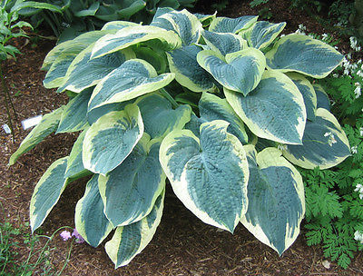 Hosta Plant - AMERICAN HALO - Shade Perennial -Deer, Rabbit Resistant - 2 Shoots