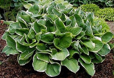 Hosta Plant - CHRISTMAS TREE - Variegted Hosta - Rabbit Resistant - 2 Shoots