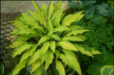 Hosta Plant - PINEAPPLE UPSIDEDOWN CAKE - Rare Shade Perennial - 2 Shoots