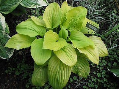 Hosta Plant - TORTILLA CHIP - Fragrant Flowers - Rabbit Resistant - 2 Shoots