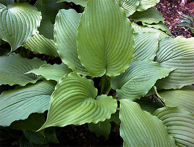 Hosta Plant - GREEN PIECRUST - Unique Foliage - Shade Perennial - 2 Shoots