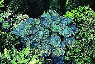 Hosta Plants - TOKUDAMA - Shade Perennial - Rabbit Resistant - 2 Shoots