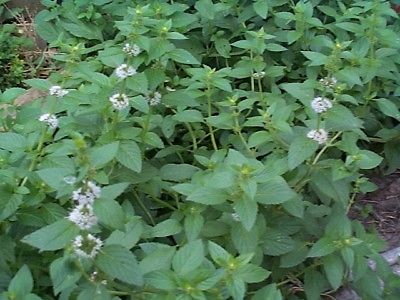 Spearmint Seeds - Leaves Impart Flavor to Drinks & Food  âœ¼â—• â€¿ â—•âœ¼  50+ Seeds