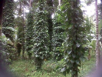 Black Tellicherry Seeds - Climbing Vine - Unique - theseedhouse - 50+ Seeds 