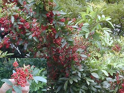 Red Peppercorn Seeds - Baies Rose - Rare - theseedhouse - 50+ Organic Seeds 