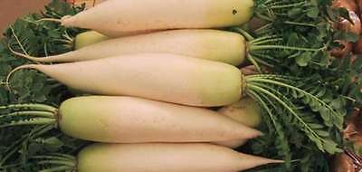 Radish Seeds - DAIKON WHITE - Rare and Unusual - theseedhouse  - 100+ Seeds 