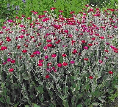 Rose Campion Seeds â€¢ Very Pretty Perennial Flower â€¢ Easy to Grow!! â€¢ 50+ Seeds â€¢