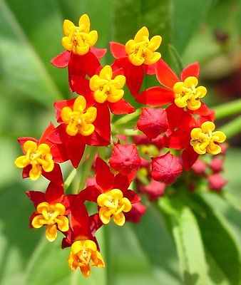 Asclepias Cyrassavica Seeds - Sunset Flower - Hummingbird Garden - 10 Seeds 