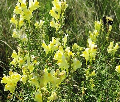 Brideweed Seeds - Bridewort Perennial Wildflower - Linaria Vulgaris - 25+ Seeds