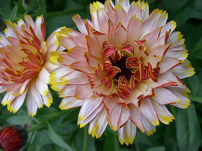 Calendula Seeds - SOLAR FLASHBACK MIX - Cottage Garden Favourite - 25 Seeds