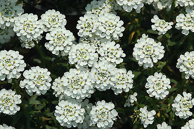 Iberis Sempervirens - SNOWFLAKE -Evergreen Candytuft -Drought Tolerant- 50 Seeds