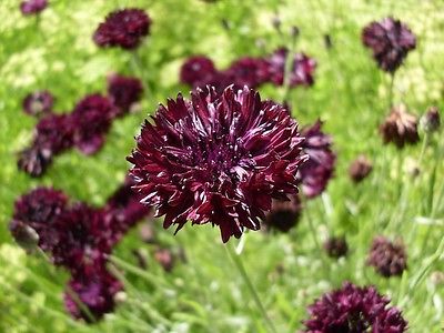 Bachelor Button Seeds - BLACK BALL -  2