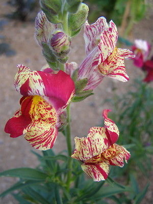 Snapdragon Seeds - TORBAY ROCK - Antirrhinum Majus Nanum - Exotic - 20 Seeds 