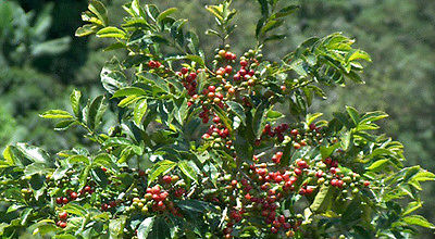 Coffee Plant Seeds - JAVA ESTATE - GMO FREE - Tropical Plant Beans - 25+ Seeds