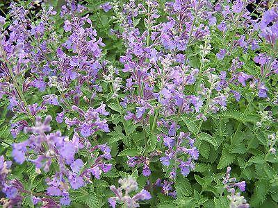 Nepeta Seeds Longpipes Clump-Forming Perennial Aromatic Foliage 100+ Seeds