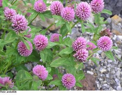 Red Clover Seeds  Bulk Grass  Easy to Grow!!  theseedhouse  2000+ Seeds