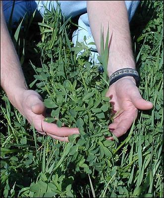 Alfalfa Grass Seeds - Organic - 1 lb. Seeds - Great Treat for Your Bunny