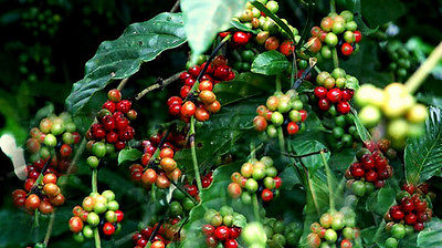 Coffee Plant Seeds  CAFE CATIMORRA  Exotic Houseplant  2015-  100 Seeds 