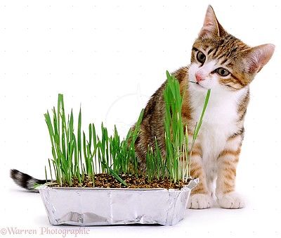 Organic Cat Grass -  Barley - Easy to Grow Treat for Your Pet  2000+ Seeds 