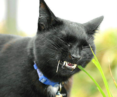 Organic Cat Grass - Sweet Tasting Grass - Great Feline Treat!  -1000+ Seeds
