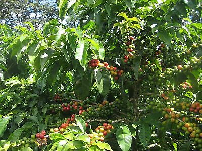 Coffee Bean Plant Seeds  YEMEN MOKHA SMALL - Smallest Coffee Tree - 50 Seeds-