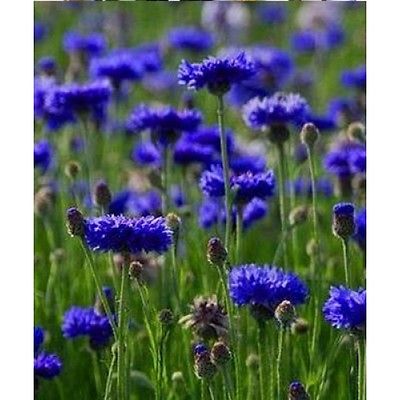 Bachelor Button Seeds - BLUE BOY - Blue Thistle Like Blooms -GMO FREE- 25 Seeds 