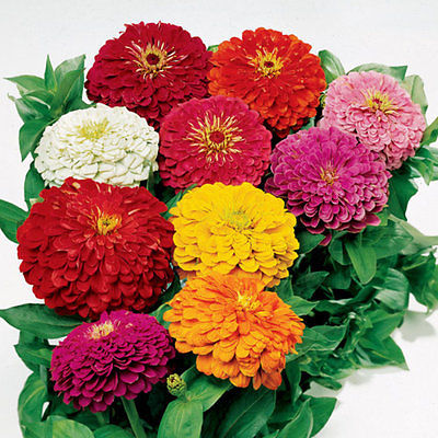 Zinnia Seeds - POM POM - Multicolor Annual - Beehive-Shaped Flowers - 25 Seeds