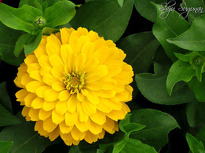 Zinnia Seeds - CANARY BIRD YELLOW - Brilliant Color - theseedhouse - 20 Seeds