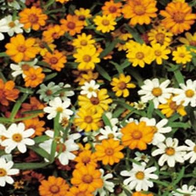 Zinnia Seeds - STAR BRIGHT MIXED - Gold, Orange and White - 25+ Heirloom Seeds