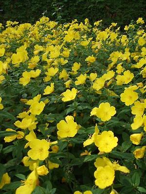Sundrop Seeds - Brilliant Yellow Perennial Flower - Canadian Heirloom -50+ Seeds